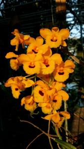 Dendrobium fimbriatum