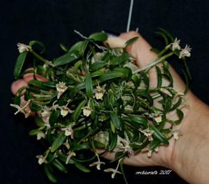 Dendrobium hymenanthum