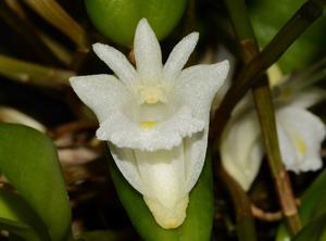 Dendrobium hymenanthum