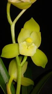 Cymbidium ensifolium