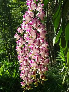 Aerides lawrenceae