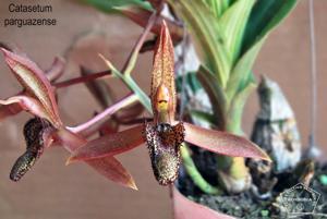 Catasetum parguazense