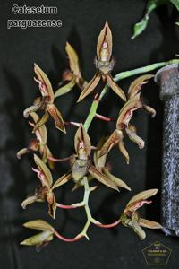 Catasetum parguazense