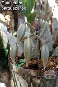 Catasetum parguazense