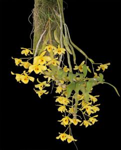 Dendrobium friedericksianum