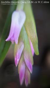 Isochilus linearis