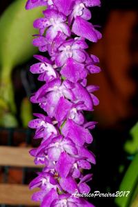 Aerides multiflora