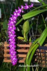 Aerides multiflora