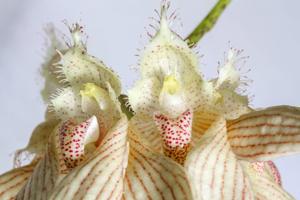 Bulbophyllum annandalei