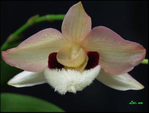 Dendrobium pulchellum