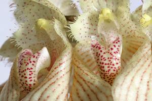 Bulbophyllum annandalei