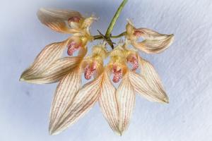 Bulbophyllum annandalei