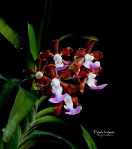 Vanda insignis