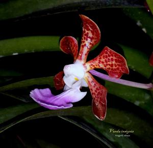 Vanda insignis