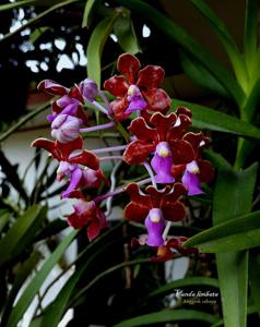 Vanda limbata