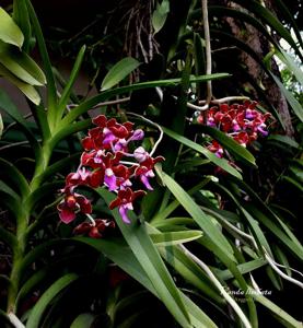 Vanda limbata