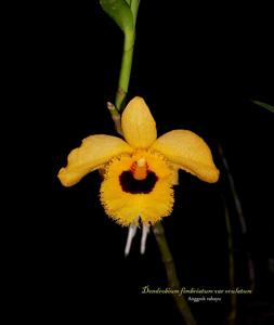 Dendrobium fimbriatum