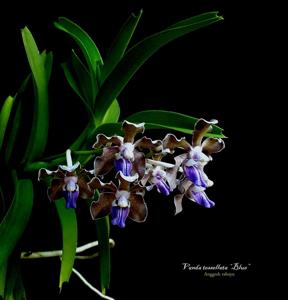 Vanda tessellata