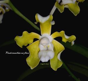 Vanda tessellata