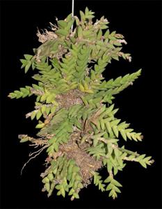 Dendrobium indivisum var. lampangense