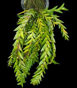 Dendrobium indivisum var. lampangense