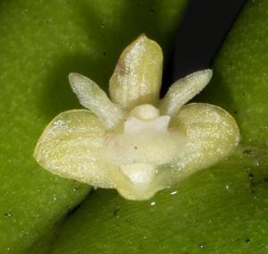 Dendrobium indivisum var. pallidum