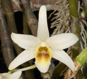 Dendrobium heterocarpum