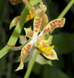 Trichoglottis dawsoniana