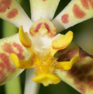 Trichoglottis dawsoniana