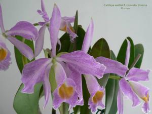 Cattleya wallisii