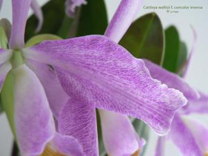 Cattleya wallisii