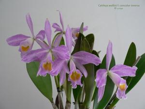 Cattleya wallisii