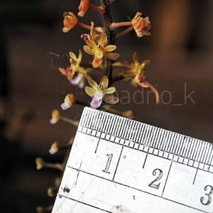 Cleisostoma arietinum