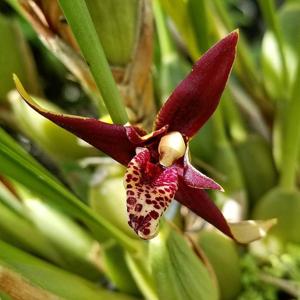 Maxillaria tenuifolia