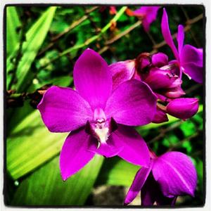 Spathoglottis unguiculata