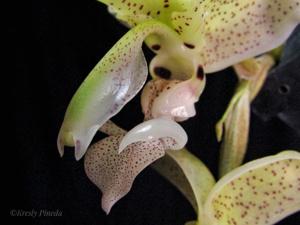 Stanhopea confusa