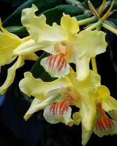 Dendrobium lowii