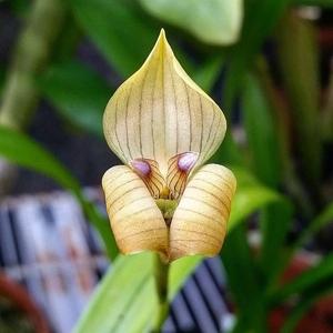 Maxillaria egertoniana