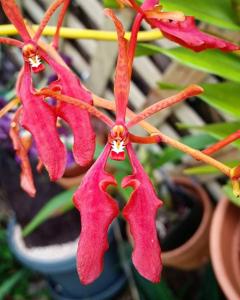 Renanthera coccinea