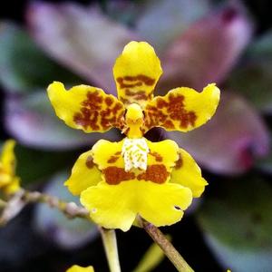 Oncidium sphacelatum