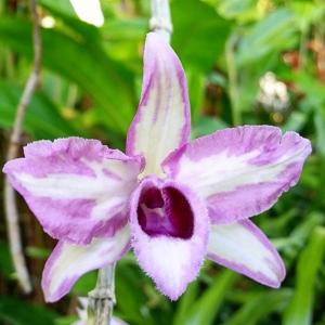 Dendrobium anosmum