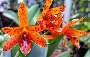 Guarianthe aurantiaca