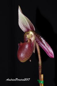 Paphiopedilum ciliolare