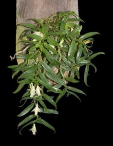 Dendrobium oligophyllum