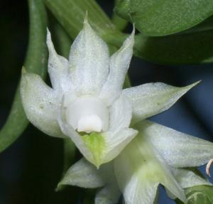 Dendrobium oligophyllum