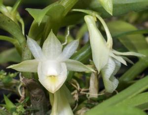 Dendrobium oligophyllum