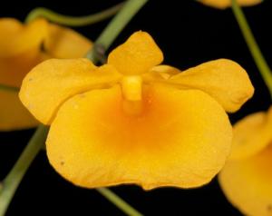 Dendrobium lindleyi