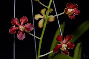 Vanda limbata