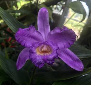 Sobralia violacea