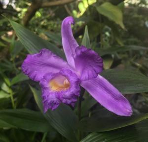 Sobralia violacea